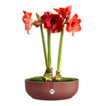 jazz bowl 28cm rosso toscano